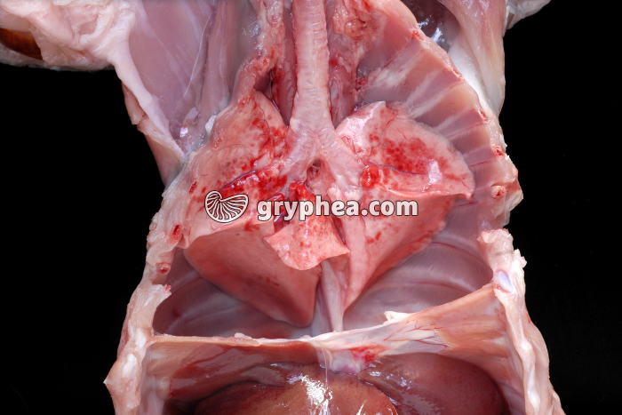 Respiration du lapin - aspect des poumons lors d'une expiration (cage thoracique ouverte) - gryphea.com
